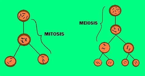 My Life Division Celular Mitosis Y Meiosis