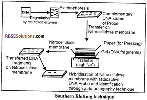 Rbse Solutions For Class 12 Biology Chapter 15 Genetic Engineering Img