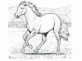 Horse War Pages Coloring Getdrawings sketch template