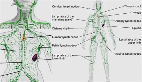 lymph node location functions condition  treatment