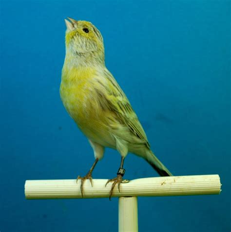 canary bird ornithology