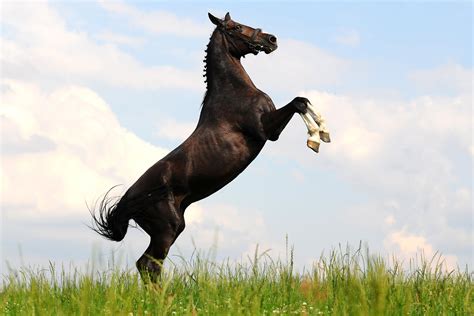 rearing  horses symptoms  diagnosis treatment recovery