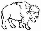 Bison Coloring Buffalo Drawing Pages Clipart Water Cartoon American Awesome Kids Color Clip Printable Cliparts Bills Draw Print Drawings Buff sketch template