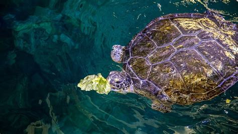 sea turtles eat clearwater marine aquarium