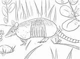 Armadillo Coloring Nine Banded Pages Printable Color Main Animal Drawing Designlooter Supercoloring Skip 92kb 1536px 2048 sketch template