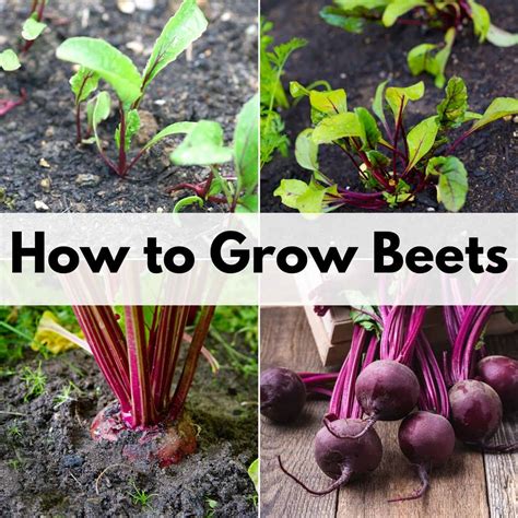 plant grow beets   successful harvest  time family