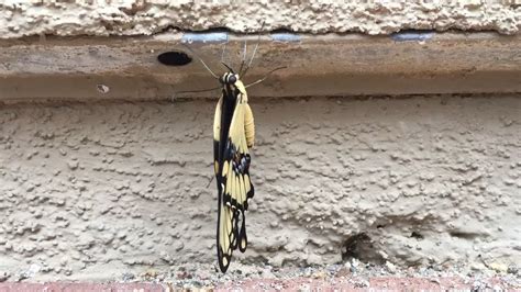 western giant swallowtail   leaving  cocoon rbutterflies