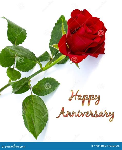 red rose anniversary  cards stock photo image  happy cards