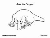 Platypus Coloring Billed Duck Exploringnature sketch template