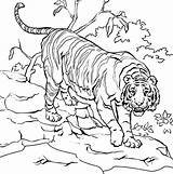 Harimau Kartun Hutan Sumatran Ara Mewarnai Habitat Everfreecoloring Sumatera Berwarna Gemt Sindunesia sketch template