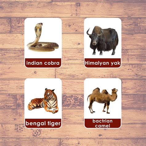 asia animals flashcards montessori educational learning