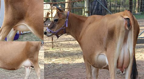 help questions about cow and calf we re buying keeping