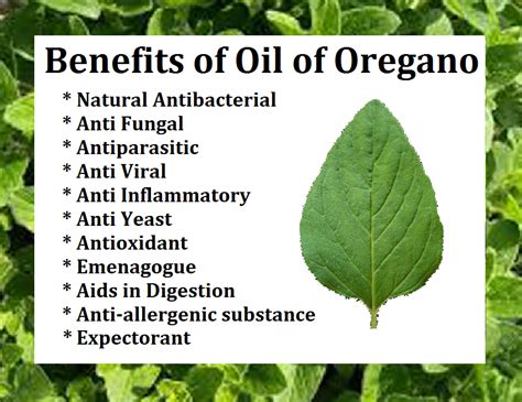 Oil Of Oregano Defeats The Cold Or Flu Within 24 Hrs