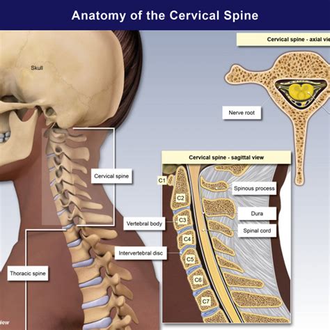 anatomy of the cervical spine trialexhibits inc