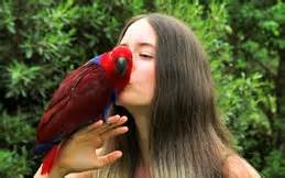 parrots humans pet parrots