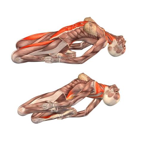 browser  supported anatomia de yoga estiramientos de yoga