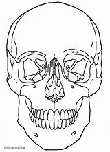 Coloring Pages Skull Anatomy Printable Skulls Kids sketch template