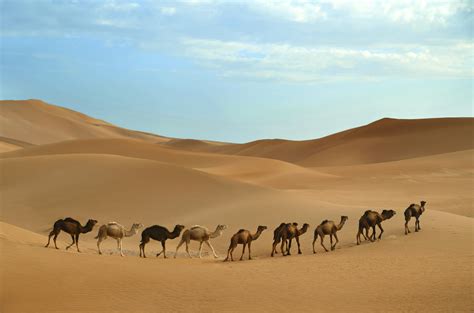 sahara desert tours trips  tourradar