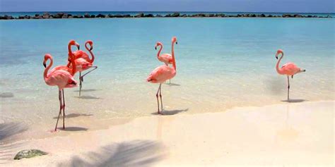 flamingo beach  private beach  aruba beaches  aruba