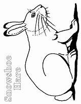Hare Coloring Pages Arctic Color Animal Animals Print Back Template 26kb 672px sketch template