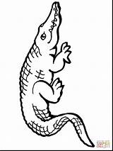 Alligator American Coloring Pages Drawing Easy Printable Color Simple Cute Success Draw Print Getdrawings Getcolorings Helpful Alligators Kids Successful Caiman sketch template