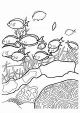 Reef Rafa Arrecifes Barrier Koralowa Kolorowanki Koralle Arrecife Dzieci Dibujos Letzte Cerita Nature Designlooter Sutori Ausmalbild sketch template
