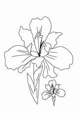 Coloring Pages Flowers Iris Optimus Prime Printable Getdrawings Getcolorings Beautiful sketch template