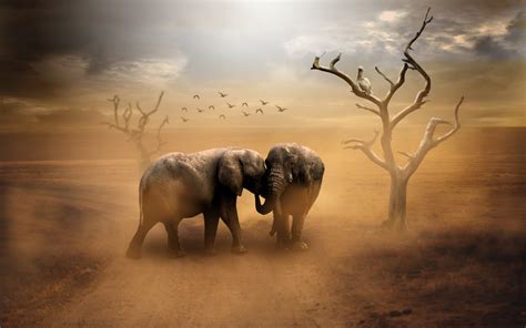 koleksi gambar gajah resolusi tinggi gratis pixabay pro