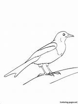 Magpie Pica Kaynak 1coloring sketch template