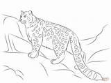 Leopard Snow Coloring Pages Drawing Baby Leopards Printable Clouded Colouring Animal Color Simple Kids Print Cat Paper Face Tree sketch template