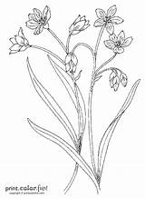 Flowers Stems Stem Flower Drawing Coloring Pages Color Print Drawings Template Sketch Templates Printcolorfun Paintingvalley sketch template