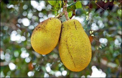 Fun Facts Of Jackfruit Serving Joy Inspire Through Sharing