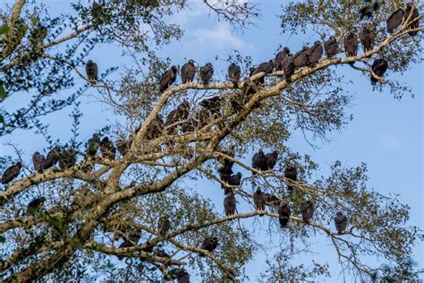 large number  buzzards social birds  opportunity roosting stock