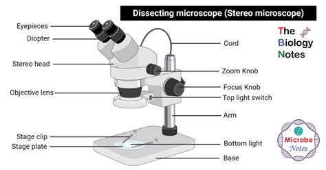 labeled diagram microscope parts