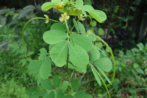 Photo Of The Seed Pods Or Heads Of Sicklepod Senna Obtusifolia Posted