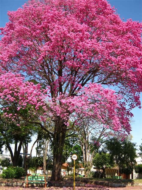 rosy pink trumpettabebuia tree seeds etsy