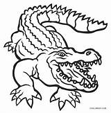 Alligator Alligators Sheet Cool2bkids Crocodile sketch template