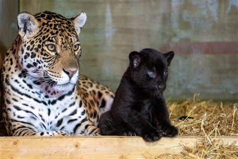 gorgeous rare black jaguar born  english big cat sanctuary