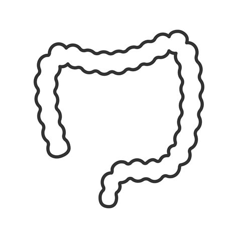 large intestine linear icon thin  illustration large bowel gastrointestinal tract