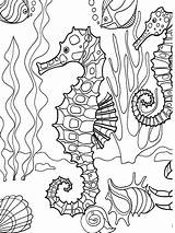 Wassertiere Malvorlagen Dover Seahorse sketch template
