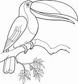 Birds Coloring Pages Rainforest Kids Getdrawings sketch template