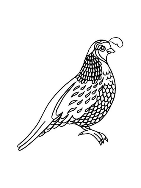 coloring page quail  file svg png dxf eps