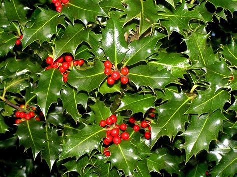 holly   photo  freeimages