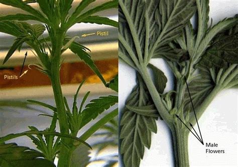 sexing cannabis plants