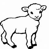 Sheep Drawing Lamb Coloring Pages Simple Outline Animal Template Drawings Cartoon Kids Lion Baby Lambs Little Printable Farm Color Cute sketch template