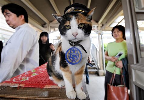 Japanese Tourist Magnet Stationmaster Tama The Cat Dies Ctv News