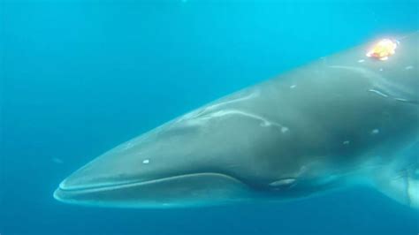 minke whale encyclopedia westarctica