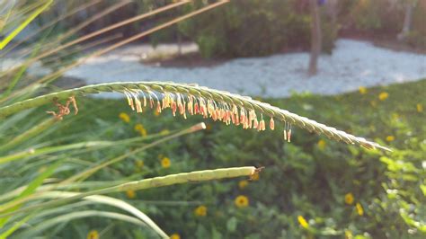 seeds   wind  seeds   uncanny motion   flickr