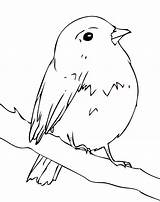 Robin Coloring Pages Bird Kids Simple Robins Printable Bestcoloringpagesforkids Birds sketch template
