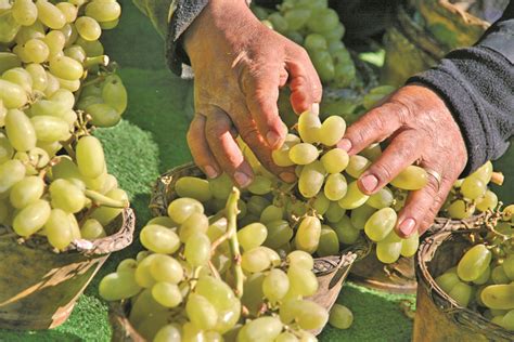 producing  selling table grapes wine  craft beverage news